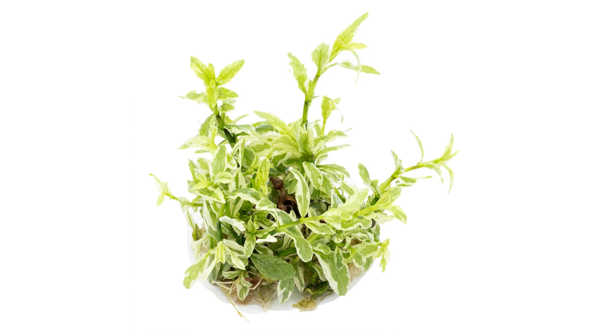 Hygrophila polysperma 'White' InVitro - Indischer Wasserfreund