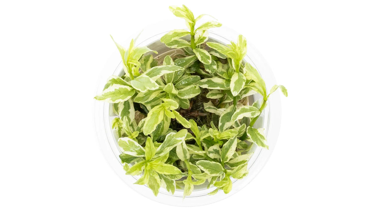 Hygrophila polysperma 'White' InVitro - Indischer Wasserfreund