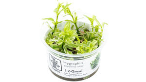 Hygrophila polysperma 'White' InVitro - Indischer Wasserfreund