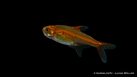 Hyphessobrycon amandae – Farbenfroher Aquarienfisch