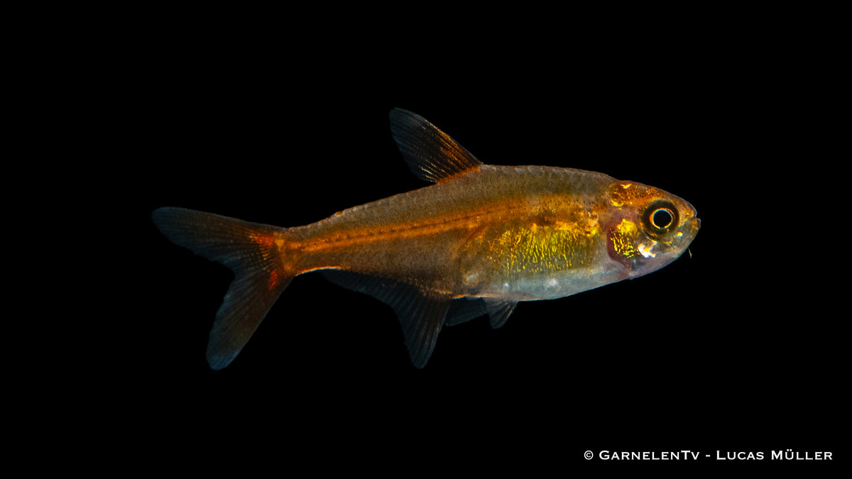 Hyphessobrycon amandae – Lebhafte Aquarienfische
