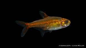 Hyphessobrycon amandae – Lebhafte Aquarienfische
