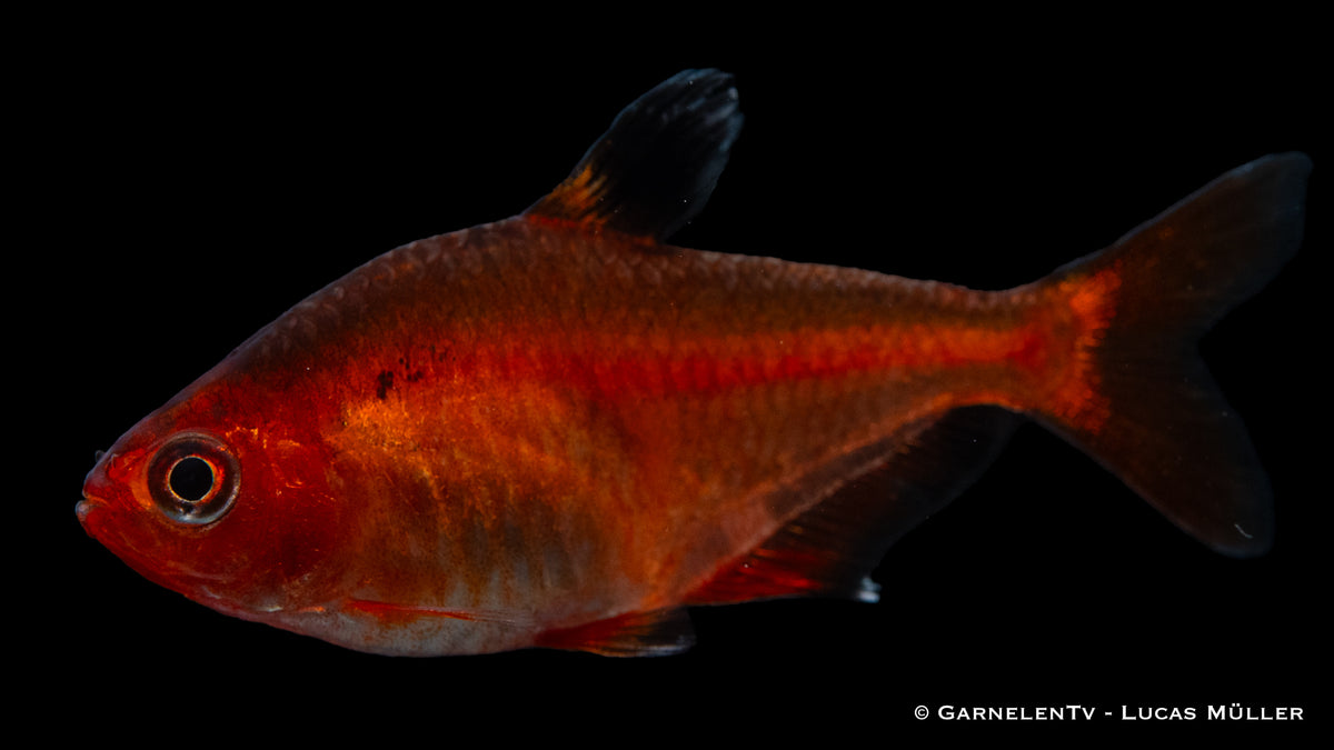 Hyphessobrycon callistus – Aquarienfisch mit intensiver Farbe