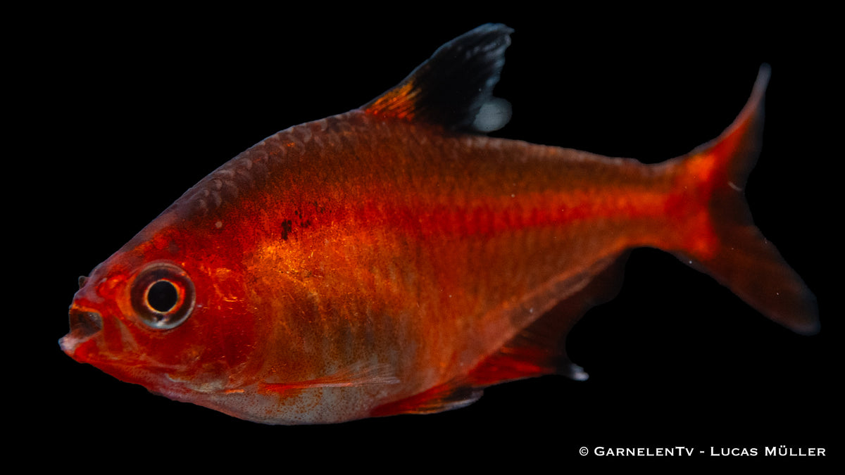Hyphessobrycon callistus – Blutsalmler &quot;Extra Rot&quot;