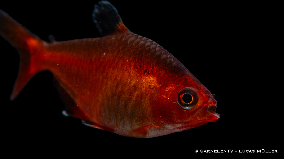 Hyphessobrycon callistus – Roter Ziersalmler im Wasser