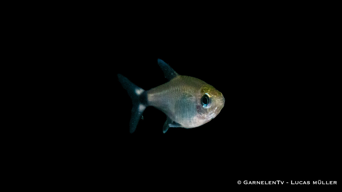Hyphessobrycon elachys – Schilfsalmler im Aquarienbecken