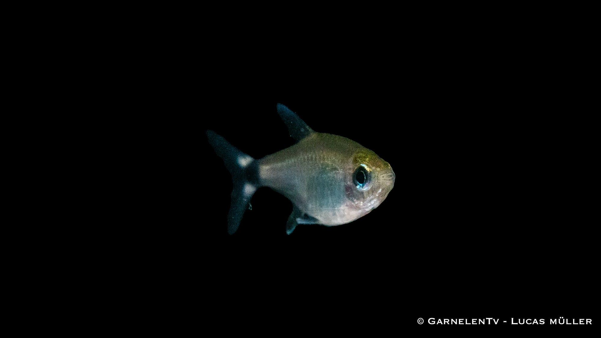 Schilfsalmler (Hyphessobrycon elachys) im Aquarium