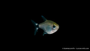 Hyphessobrycon elachys – Schilfsalmler im Aquarienbecken