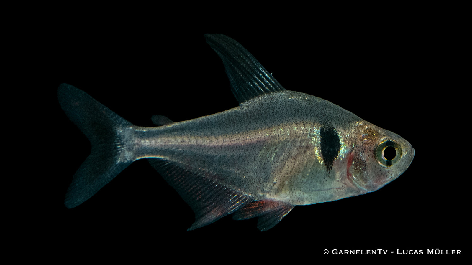 Schwarzer Phantomsalmler - Hyphessobrycon megalopterus