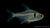 Schwarzer Phantomsalmler - Hyphessobrycon megalopterus