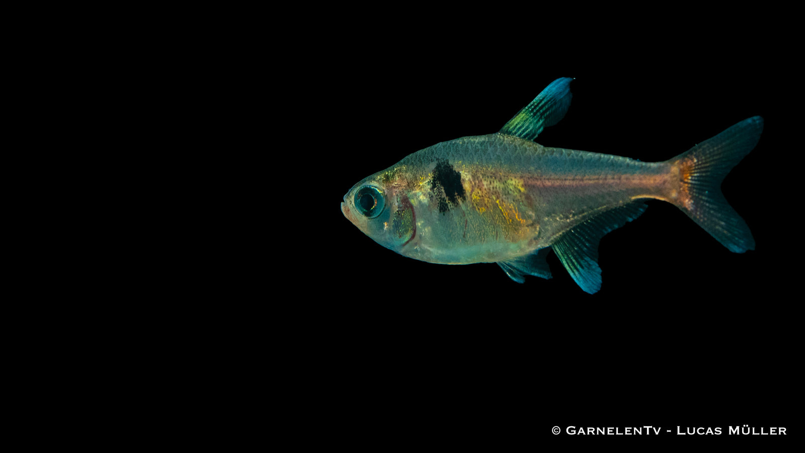Gelber Phantomsalmler - Hyphessobrycon roseus