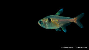 Hyphessobrycon roseus Yellow Fish in Aquarium
