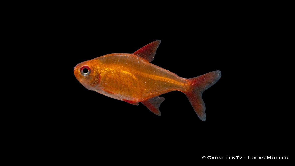Hyphessobrycon sp. Muzel Red – Roter Cherrysalmler schwimmt