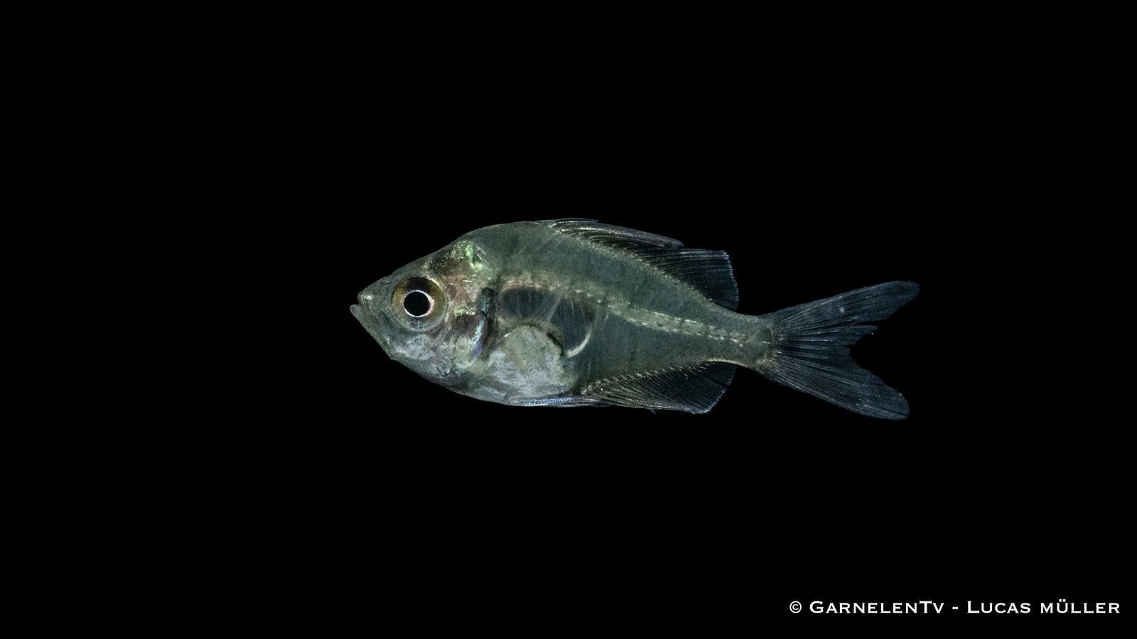 Indischer Glasbarsch Chanda Ranga durchsichtiger Körper