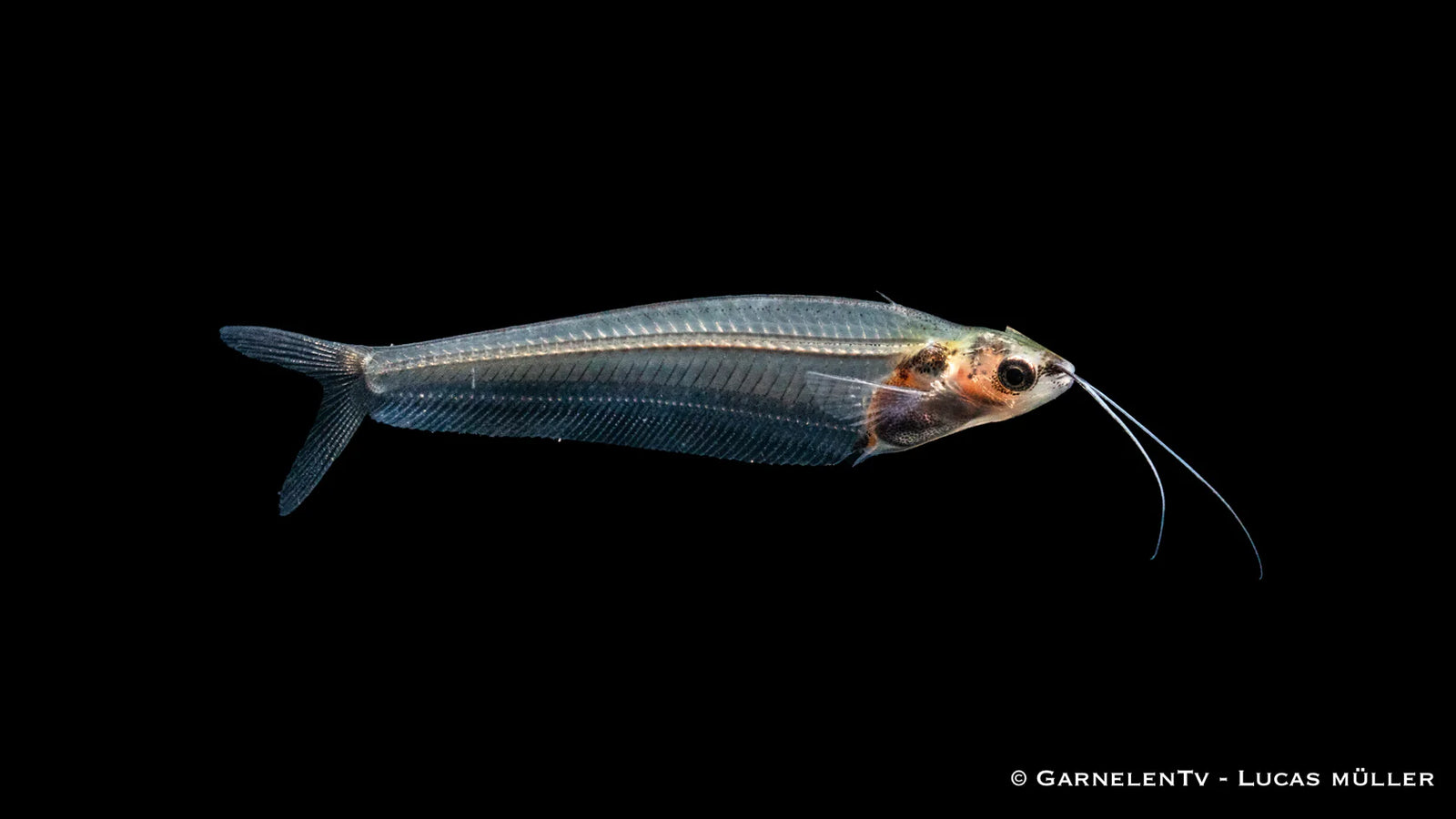 Indischer Glaswels durchsichtig