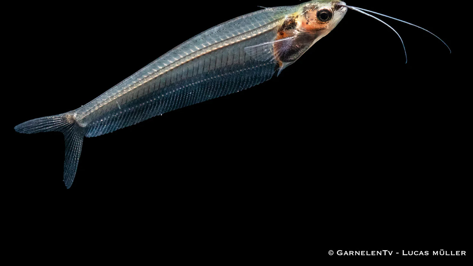 Indischer Glaswels durchsichtig