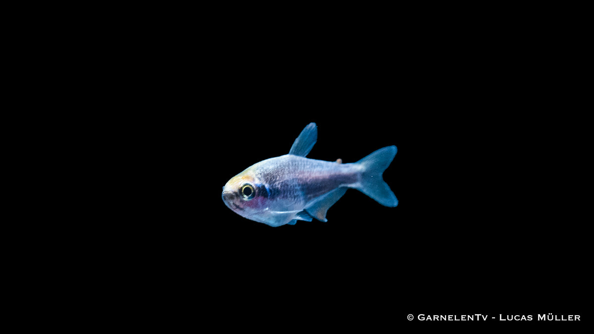 Inpaichthys kerri Super Blue – Königssalmler schwimmt