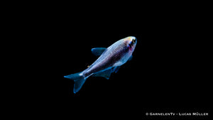 Inpaichthys kerri super blue – Detailaufnahme im Aquarium