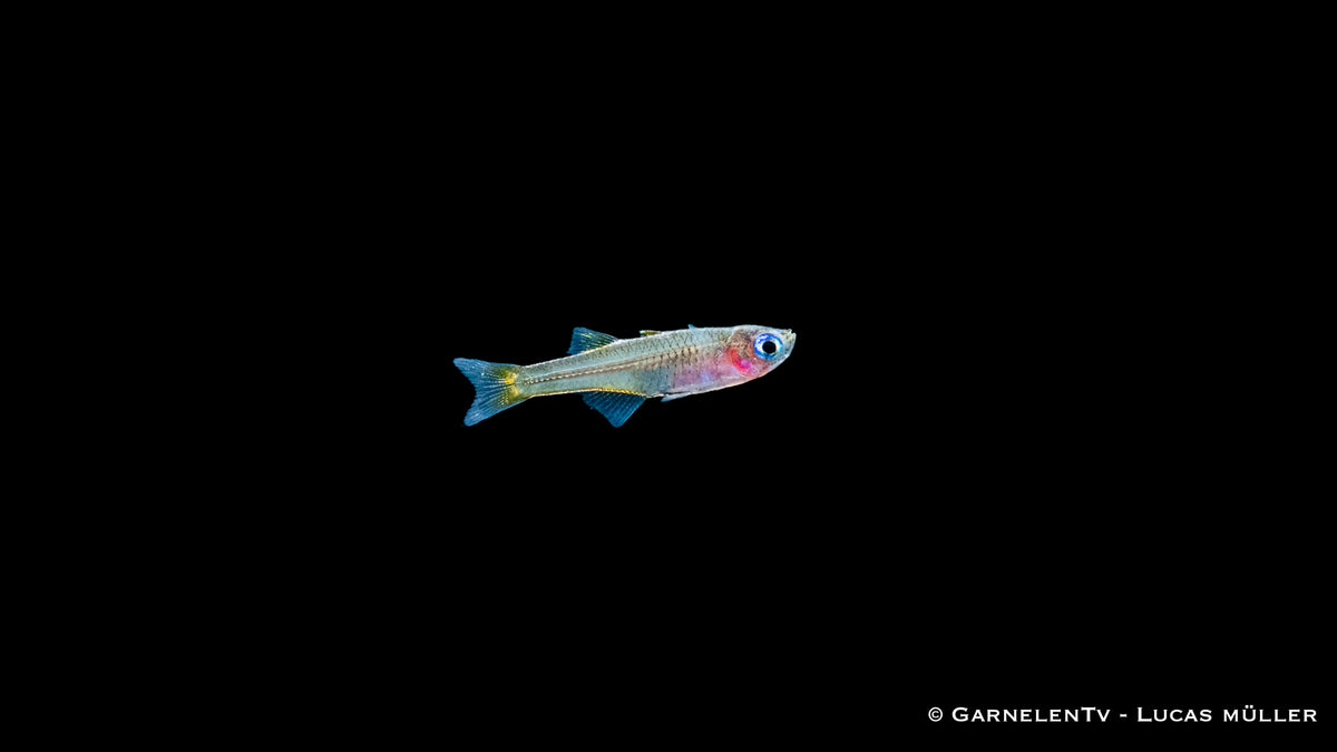  Leuchtend blaue Augen von Ivantsoffs Blauauge Pseudomugil