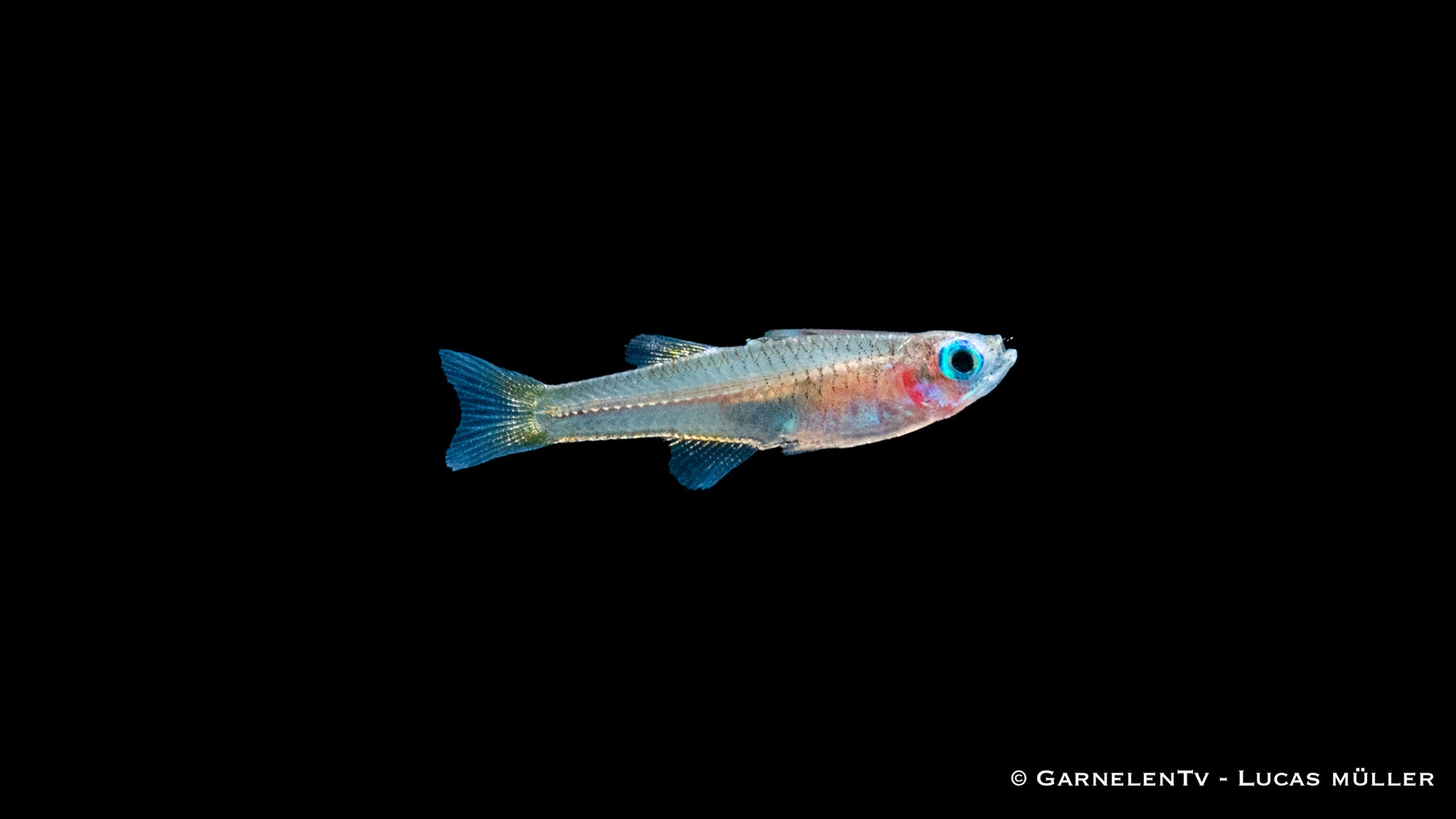 Ivantsoffs Blauauge Pseudomugil ivantsoffi im Aquarium