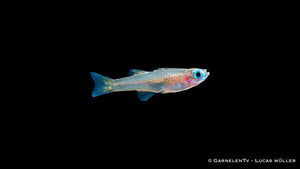 Ivantsoffs Blauauge Pseudomugil ivantsoffi im Aquarium