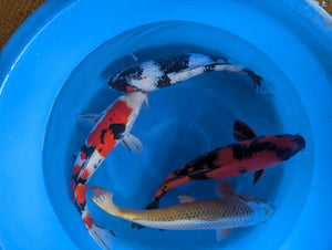Japan Koi Hirasawa - Cyprinus Carpio (55-60)