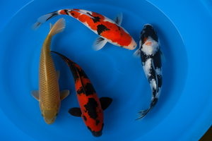 Japan Koi Hirasawa - Cyprinus Carpio (55-60)