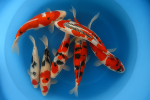 Japan Koi Hirasawa - Cyprinus Carpio (55-60)