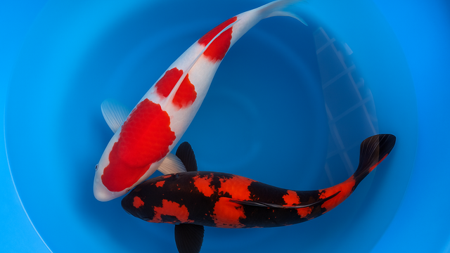Japan Koi Hirasawa - Cyprinus Carpio (62-70 cm)