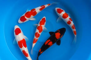 Japan Koi Hirasawa - Cyprinus Carpio (62-70 cm)