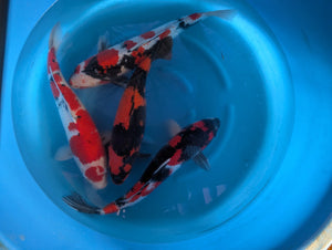 Japan Koi Hirasawa - Cyprinus Carpio (62-70 cm)