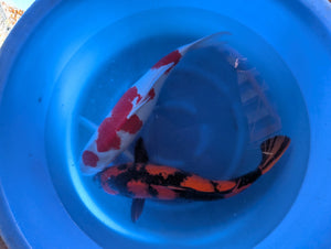 Japan Koi Hirasawa - Cyprinus Carpio (62-70 cm)