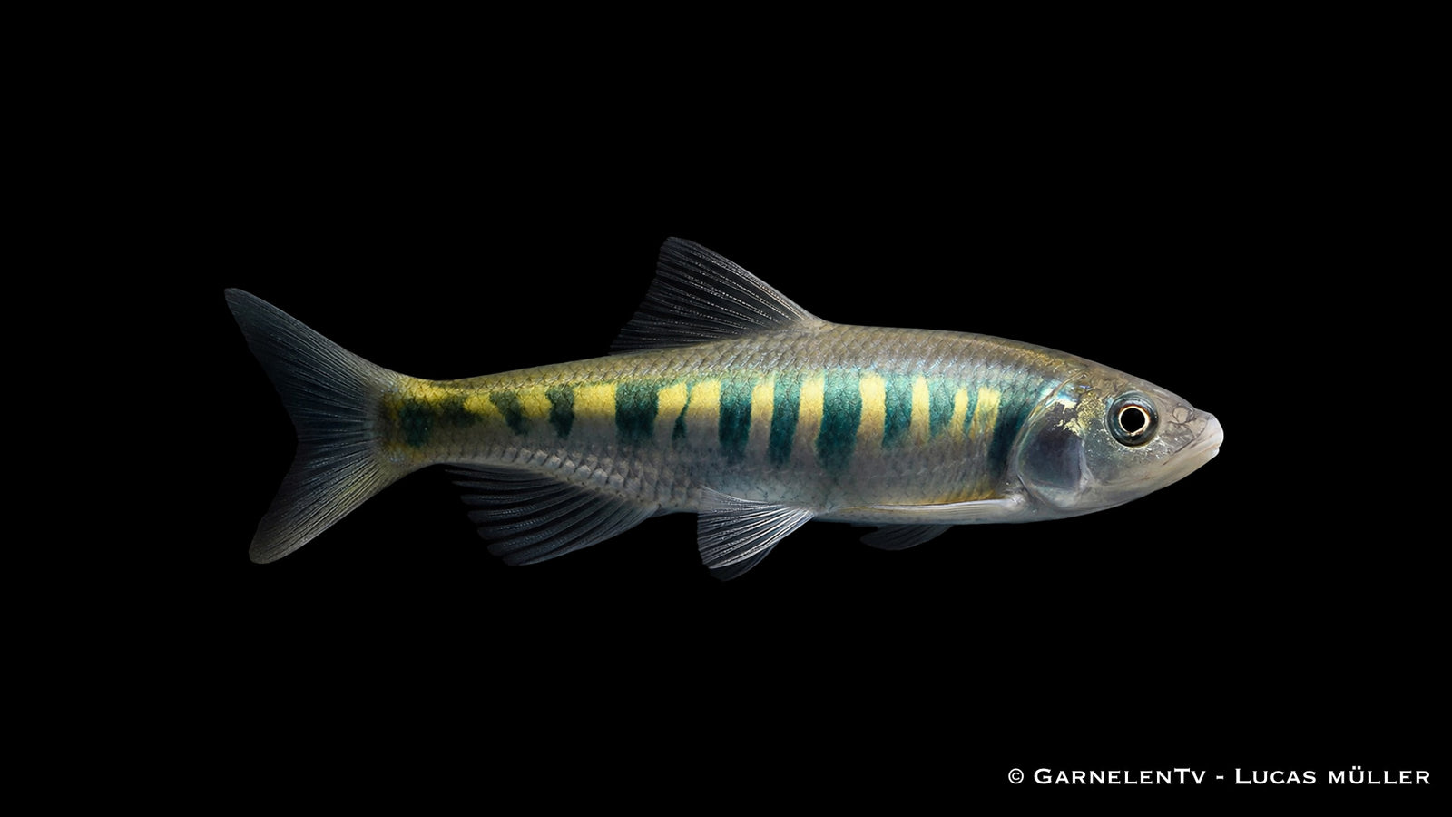 Japanischer Drachenfisch Zacco platypus aktiver Schwarmfisch für Gartenteich