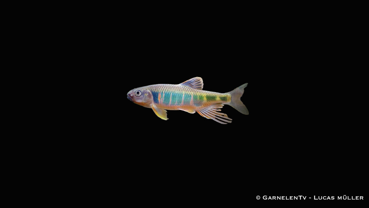 Japanischer Drachenfisch - Zacco platypus (10-14 cm)