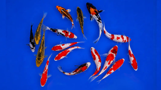 Premium Japankoi Yamanaka aus Importnachzucht in 13 bis 18 cm