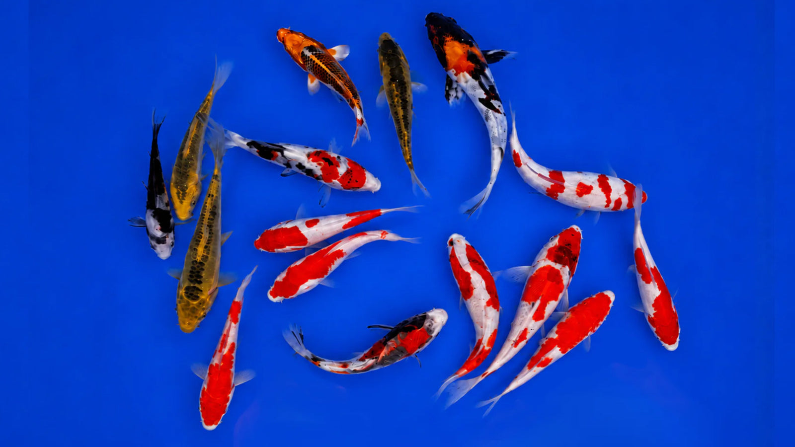 Premium Japankoi Yamanaka aus Importnachzucht in 13 bis 18 cm