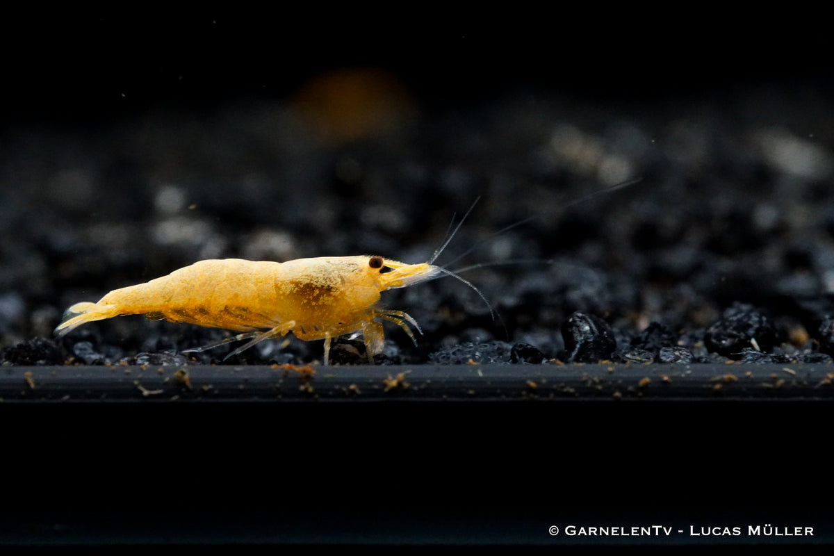 Jinsha Garnele auf Aquariumpflanze