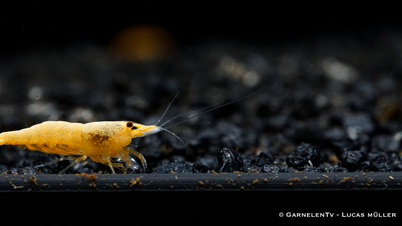 Jinsha Garnele im Aquarium