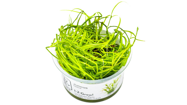 Juncus repens