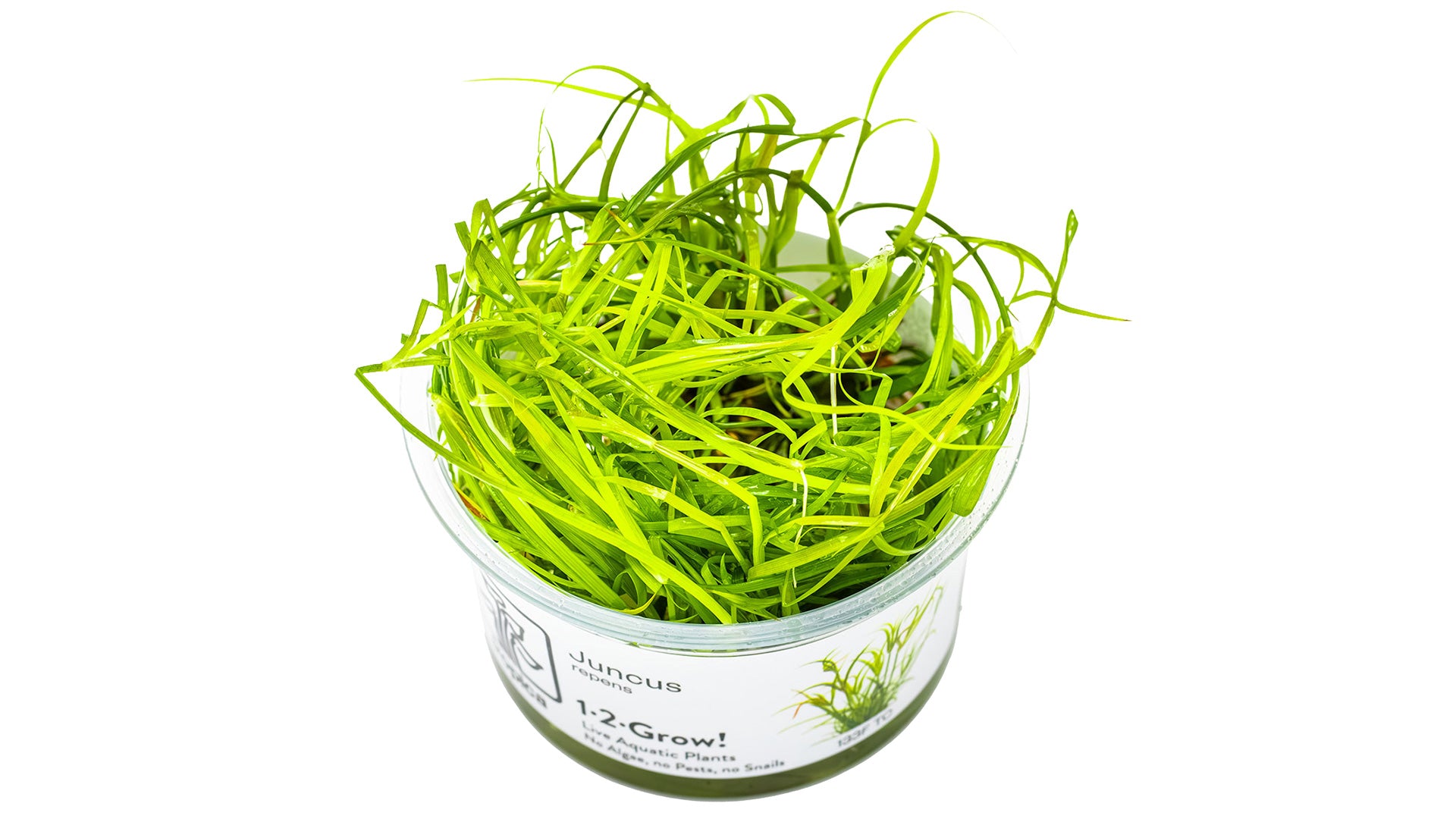 Juncus repens InVitro Pflanze