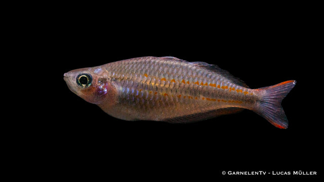Juwelen-Regenbogenfisch Melanotaenia trifasciata im Aquarium