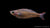 Juwelen-Regenbogenfisch Melanotaenia trifasciata im Aquarium