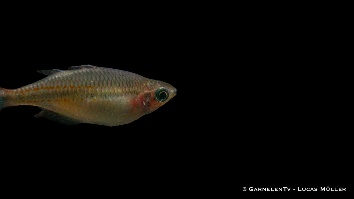 Juwelen-Regenbogenfische schwimmen in Gemeinschaftsaquarium