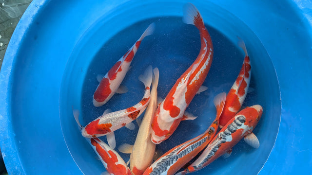 Japan Koi Hosokai - Cyprinus Carpio (40-45 cm)