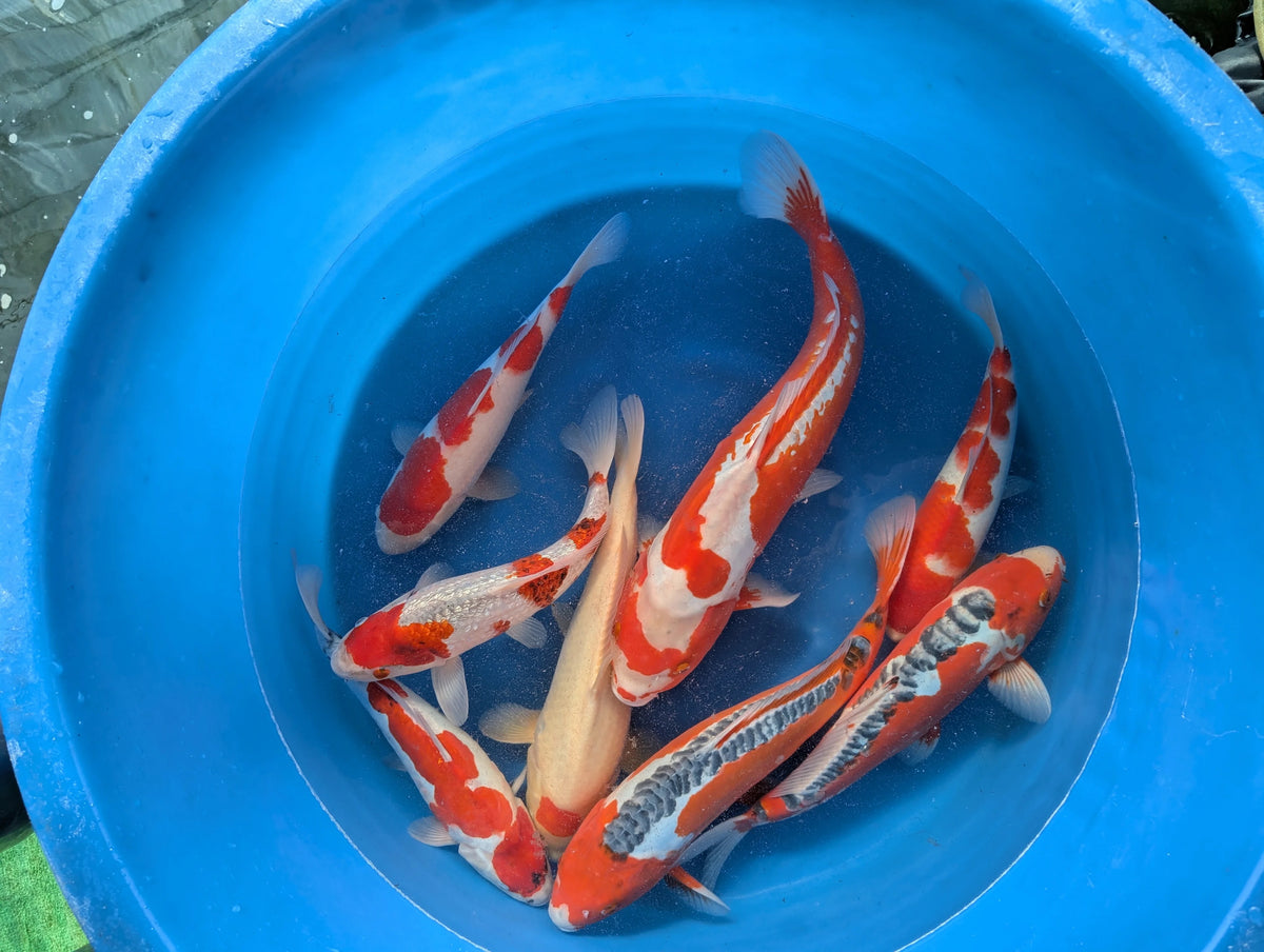 Japan Koi Hosokai - Cyprinus Carpio (40-45 cm)