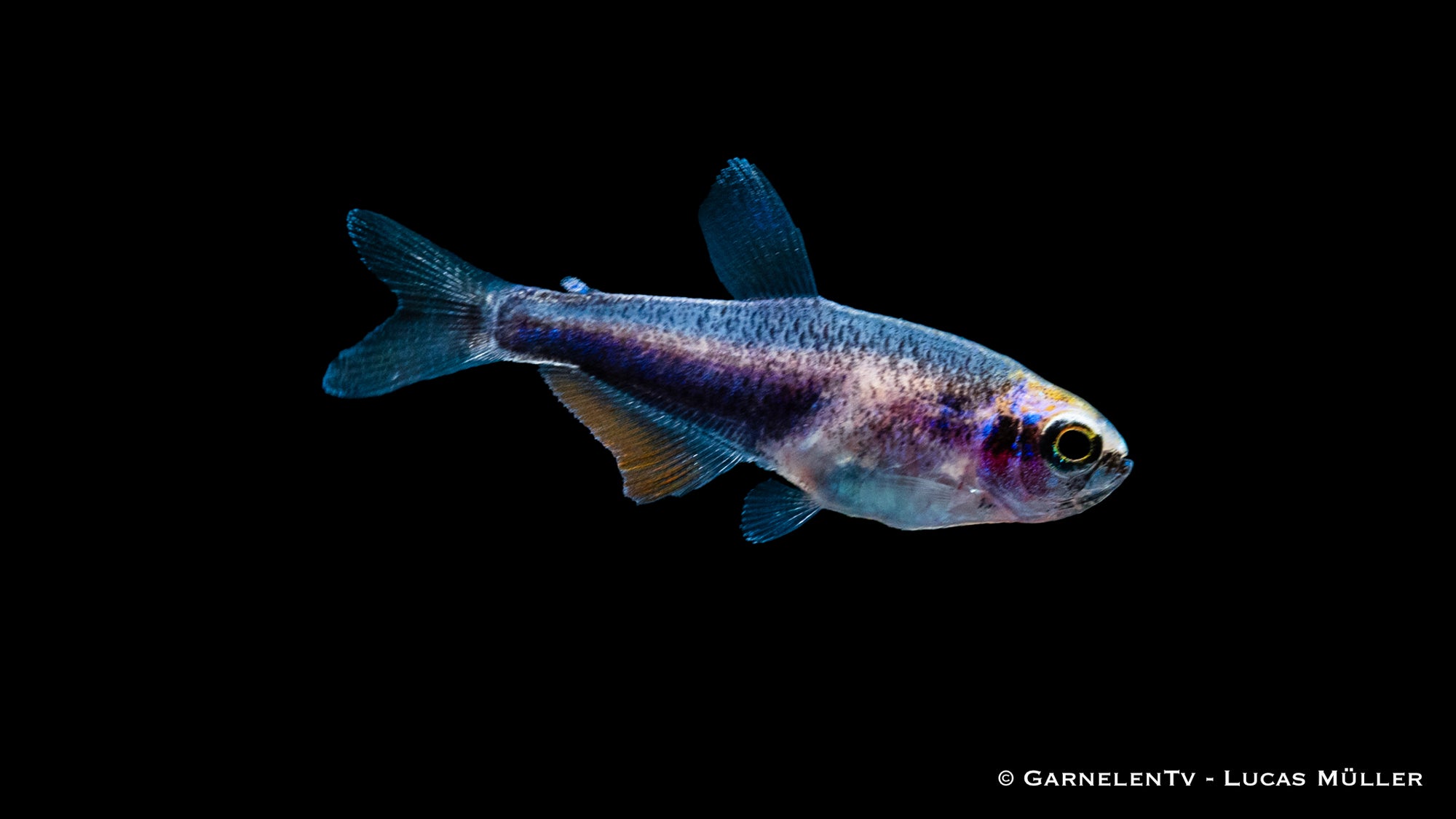 Königssalmler Super Blue (Inpaichthys kerri super blue) im Aquarium
