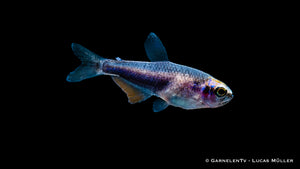 Königssalmler Super Blue (Inpaichthys kerri super blue) im Aquarium
