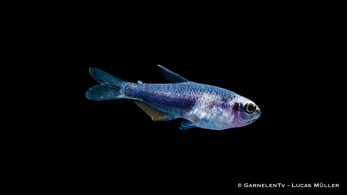 Königssalmler Super Blue Ziersalmler in lebhaften Farben
