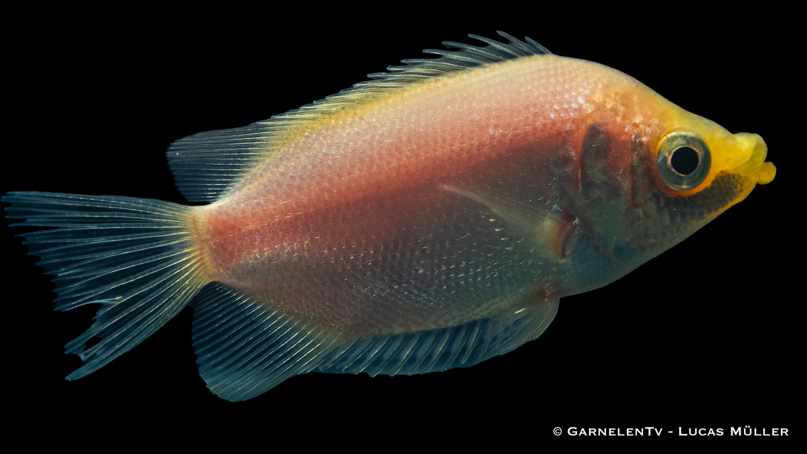 Küssender Gurami Helostoma temminckii im Aquarium