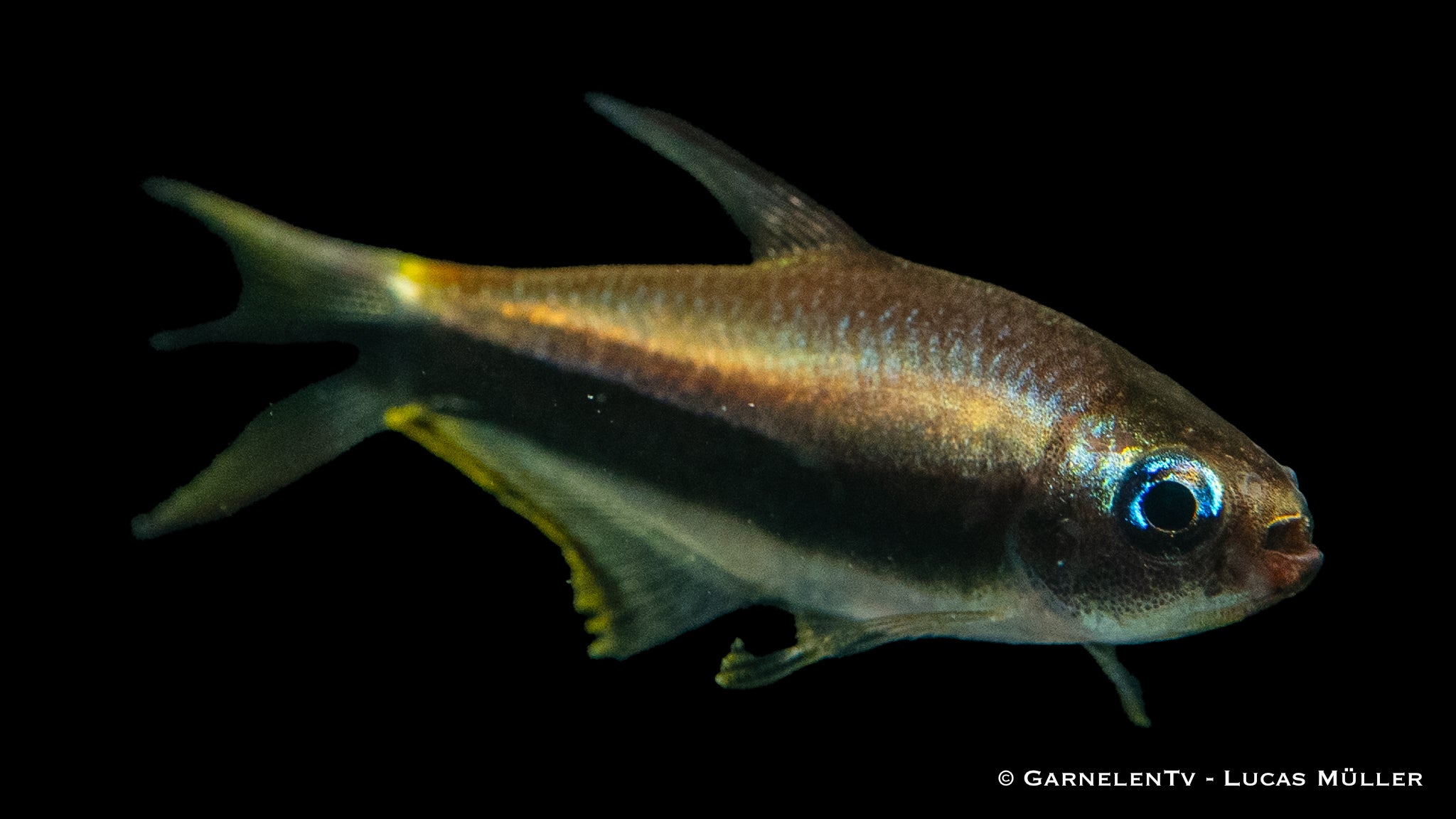 Kaisertetra - Nematobrycon palmeri | GarnelenTv-Shop